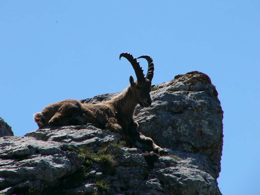 06.14.09. Bouquetin - Alpine ibex (France)