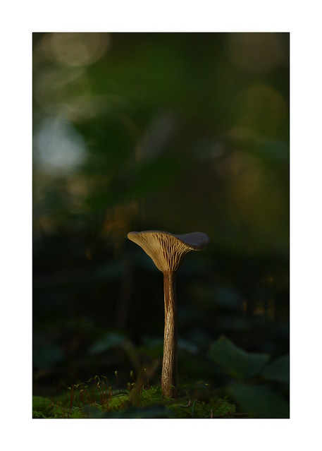 Goblet Mushroom at Eartham Woods, West Sussex