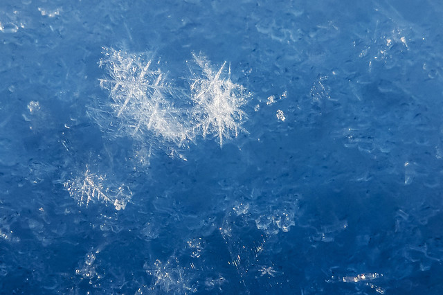 Newly fallen snow crystals in Tuntorp