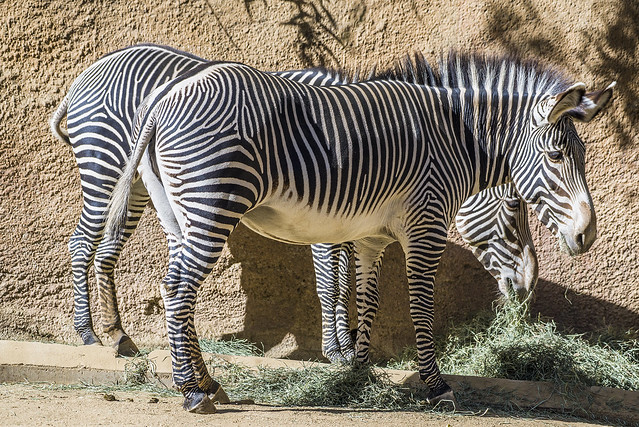 Grevy's Zebra - Los Angeles Zoo