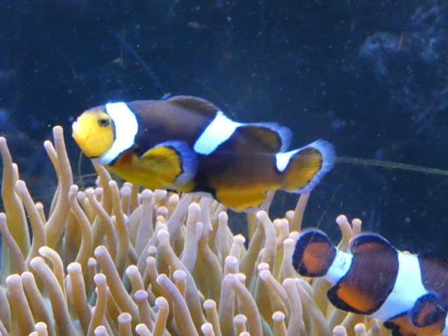 Common Clownfish 638