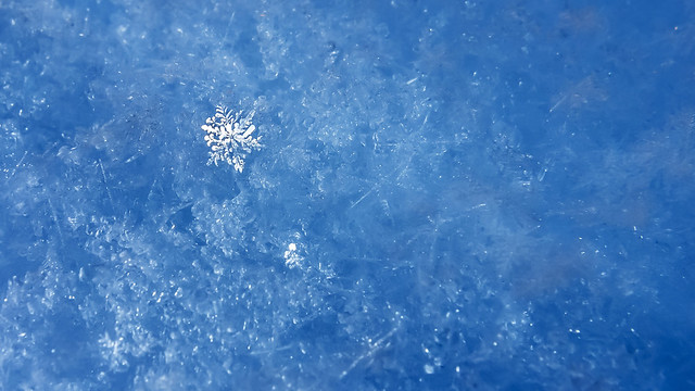 Newly fallen snow crystals in Tuntorp