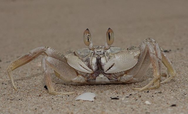 Horn-eyed Ghost Crab (Ocypode ceratophthalma) ©
