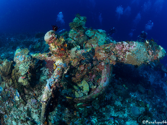 Merveilles sous-marine de l'Indonésie