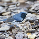 5-4-23, Black-throated Blue Warbler New Smyrna Beach, FL.