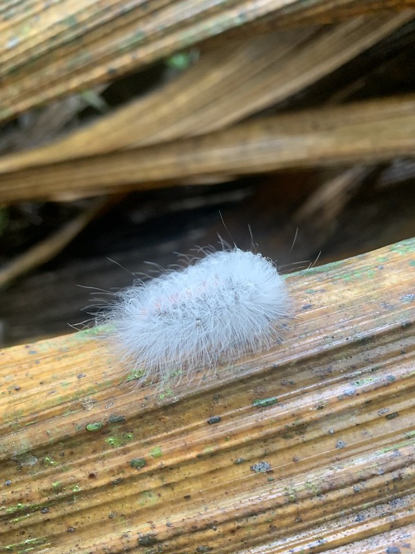 Fluffy caterpillar