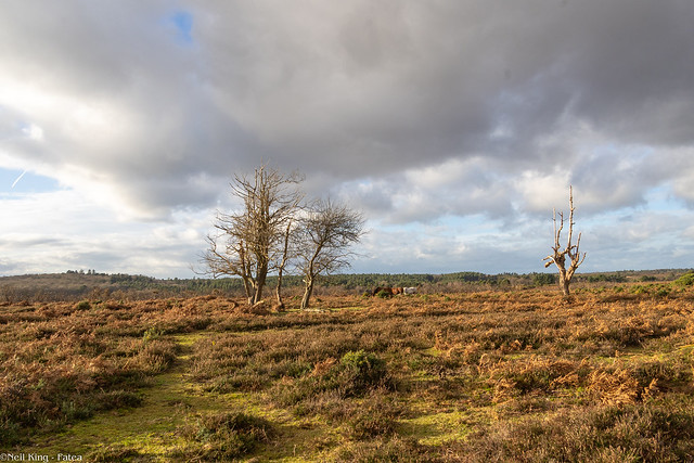 New Forest - Photocredit Neil King-6