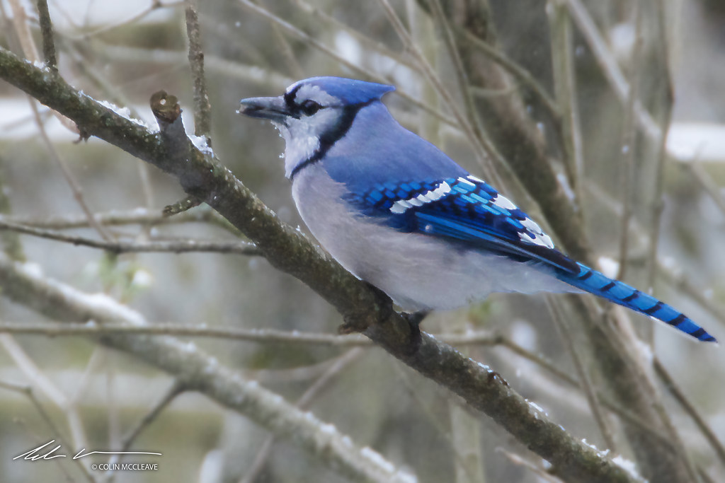 BLUE JAY AND SNOW-MAY 2020-DSC_5267-SIG