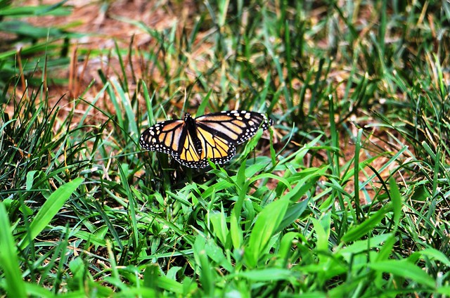 Butterfly- Monarch, Minnesota, Ramsey County- New Brighton