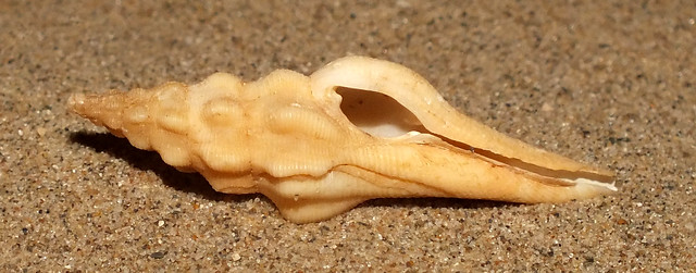Spindle snail (Crassibougia clausicaudata) under side