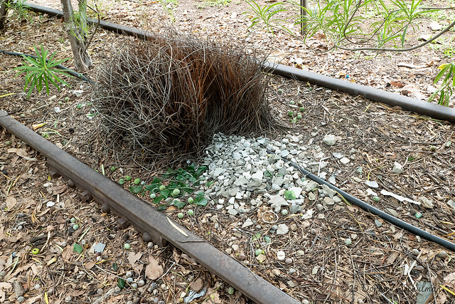 Pine Creek, NT: Bower Bird Nest on the Tracks! (P1010155)