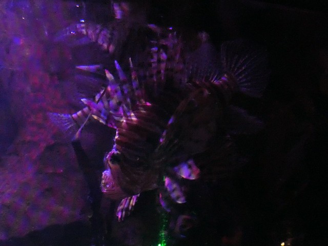 Red Lionfish 589