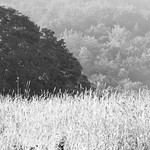 Amber Waves in Black & White A hay field with trees and a hillside in the background in black &amp;amp; white.
Here is the original image taken in color -
&lt;a href=&quot;https://flic.kr/p/2pr5zNz&quot; rel=&quot;noreferrer nofollow&quot;&gt;flic.kr/p/2pr5zNz&lt;/a&gt;