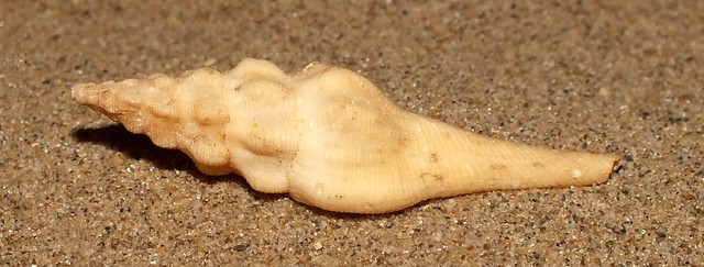 Spindle snail (Crassibougia clausicaudata)