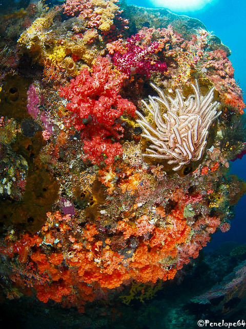 Merveilles sous-marine de l'Indonésie