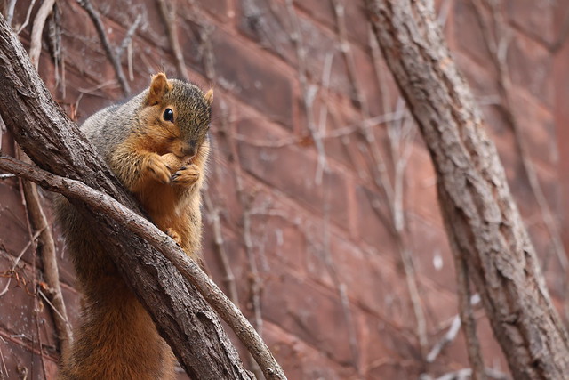 Fox Squirrels in Ann Arbor at the University of Michigan on January 3rd, 2024 - 3/2023  206/P365Year16  5684/P365all-time – (January 3, 2024)