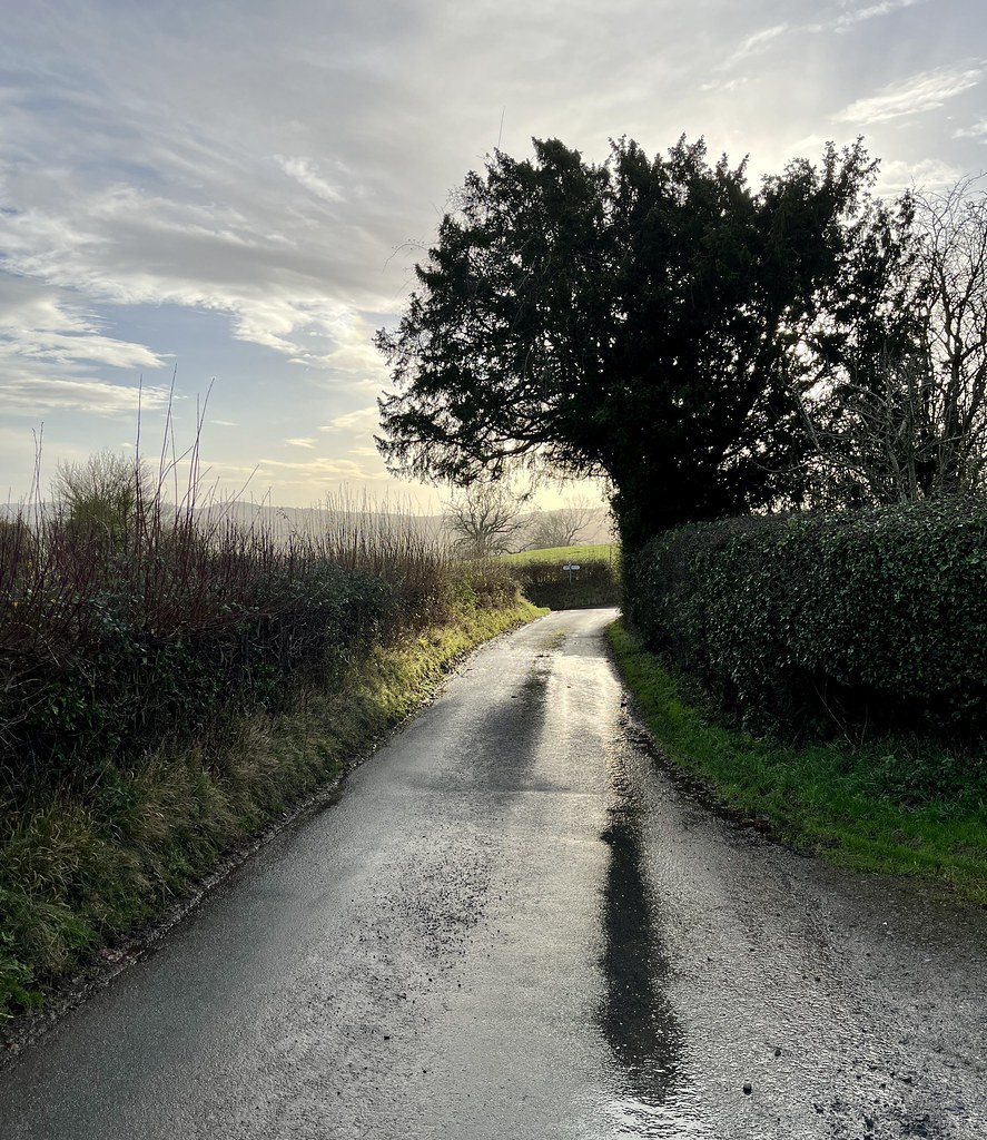 A photo of a wet country road, hedges on each side, and a large dark yew tree leaning over it. A patch of blue sky is visible behind the thinning clouds.