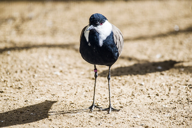 Spur-winged Lapwing - Los Angeles Zoo