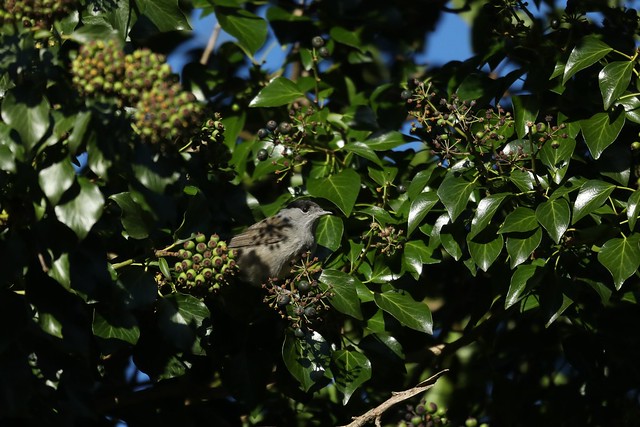 Blackcap (Sylvia atricapilla) eating ivy berries