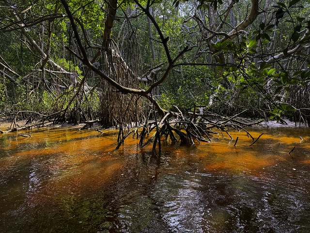 Reserva de la Biosfera Ría Celestún, Yucatán