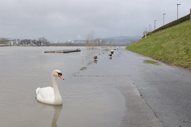 The swan enjoys the flood