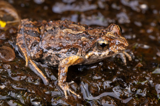 Common Eastern Froglet - Crinia signifera