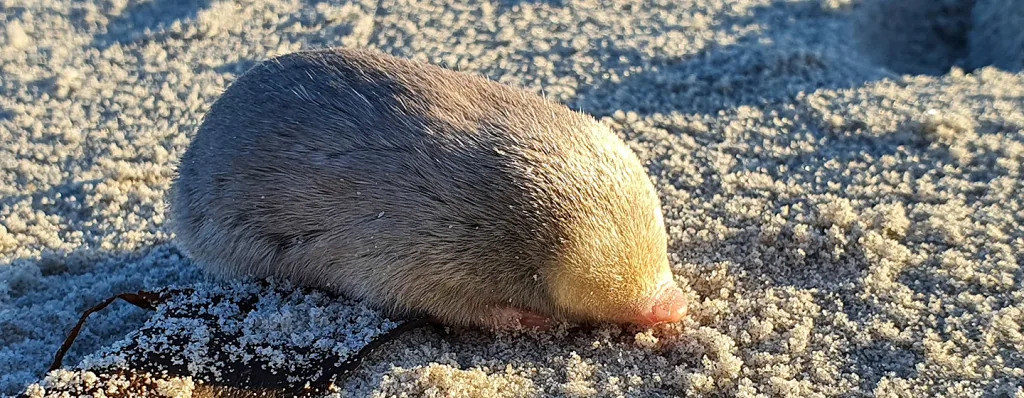https://www.rewild.org/press/found-iridescent-blind-mole-with-super-hearing-powers-rediscovered-swimming