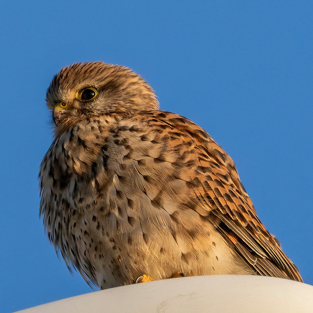 Torenvalk-Kestrel (Falco tinnunculus)