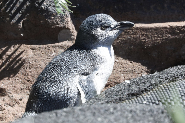 Kororā (Little Blue Penguin), International Antarctic Centre, Christchurch, New Zealand
