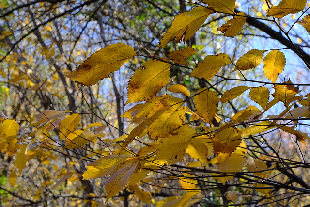 Fall Color 24 12.05.23