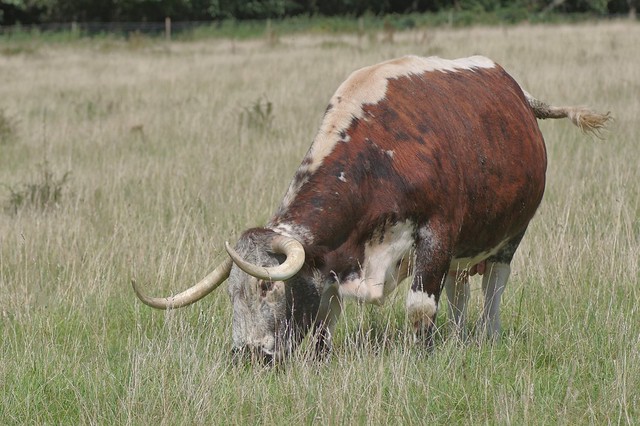 English Long Horn Cattle