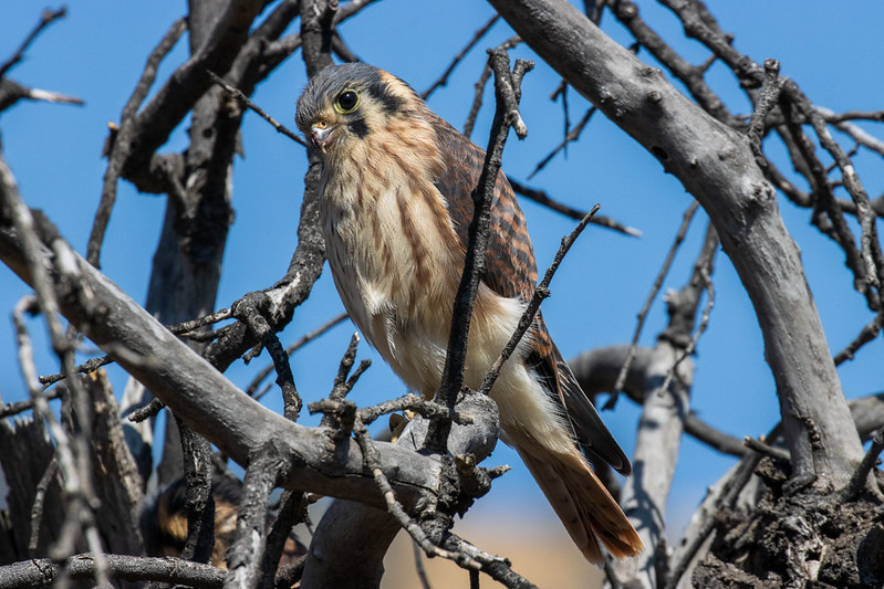 American kestrel (Cernícalo) - Falco sparverius)