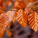 Copper Birch