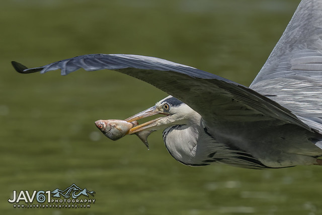 Grey heron (Ardea cinerea)-0791