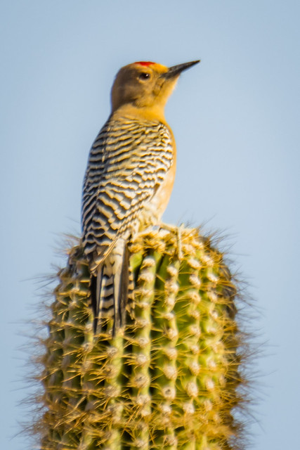 Gila Woodpecker - sitting on a giant saguaro cactus