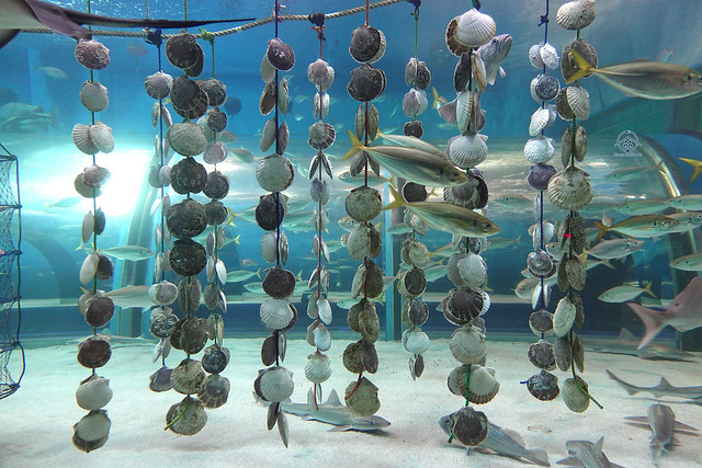 asamushi aquarium scallops tying