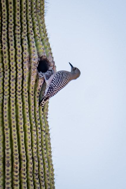 Gila Woodpecker - just before disappearing into the hole in the giant saguaro cactus