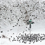 Common Grackles (Quiscalus quiscula) Around 500 grackles have been at my feeders all day in the snow storm. I&#039;ve refilled the feeders a couple times so far.
Groton, Ma. yard