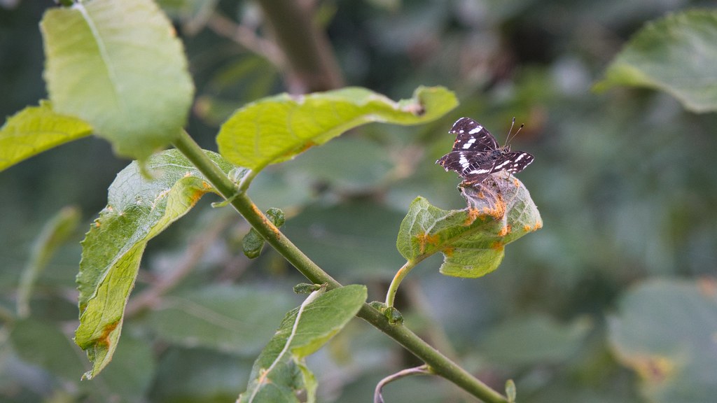 Nesvizh: Worn Leaf & Worn Butterfly
