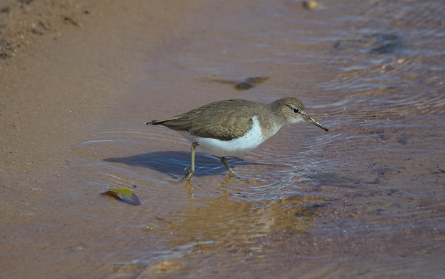 Spotted Sandpiper - Actitis macularis