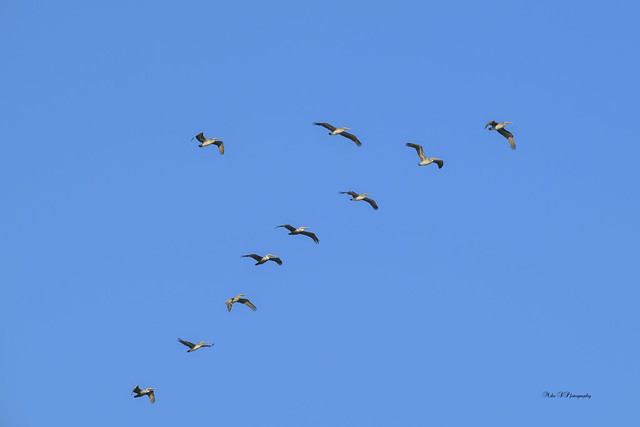 Pelicans, formation flying