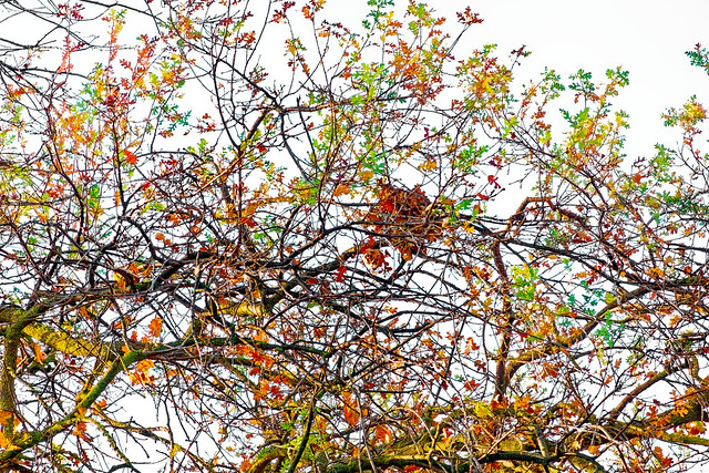 Oaks in Autumn