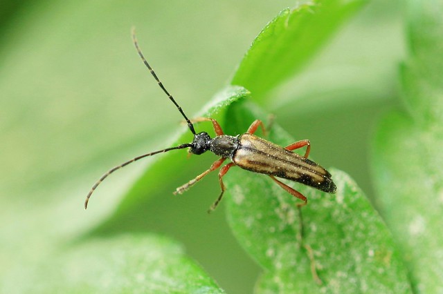 flower longhorn beetle (Analeptura lineola) at Chimney Rock Park IA 854A7668