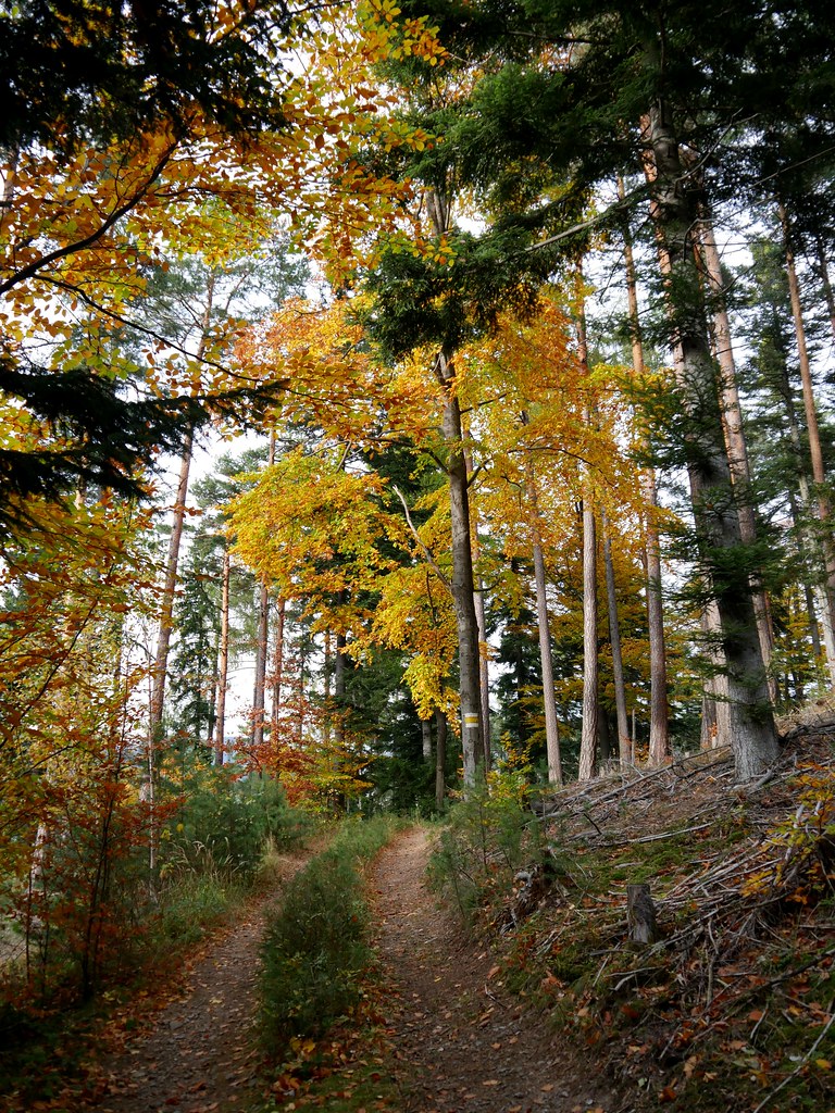 Kreuzberg, Forstweg / Forest trail