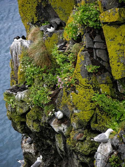 Seabirds nesting on the cliffs of the Island of Carrickarede, North Antrim Coast, Northern Ireland