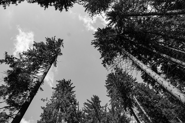 VIew to trees and sky from below