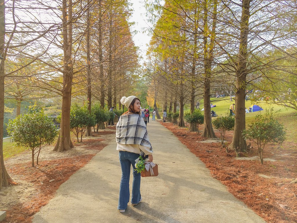 新竹縣官方保舉絕美落羽松秘境大公開！冬季必訪橘紅落羽松與生態