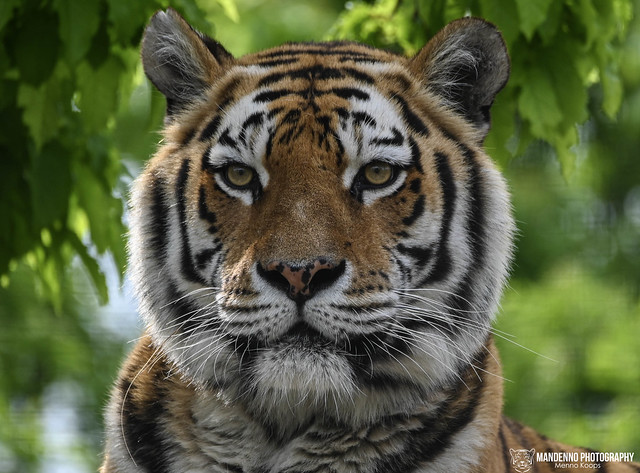 Siberian tiger - Zoo Vienna Schonbrunn