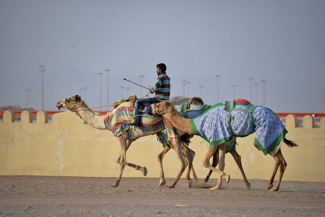 Entrenando para las carreras de camellos. Sinaw, Sultanato de Omán