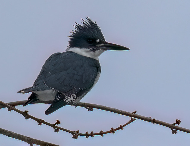 Belted Kingfisher Portrait